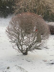 A red bird perched on a snow-covered bush