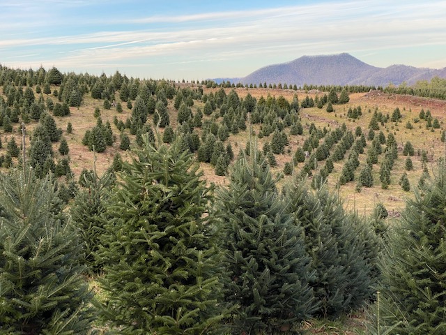 Christmas Tree Plantation