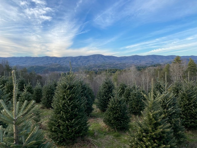 Christmas Trees Lights Lots