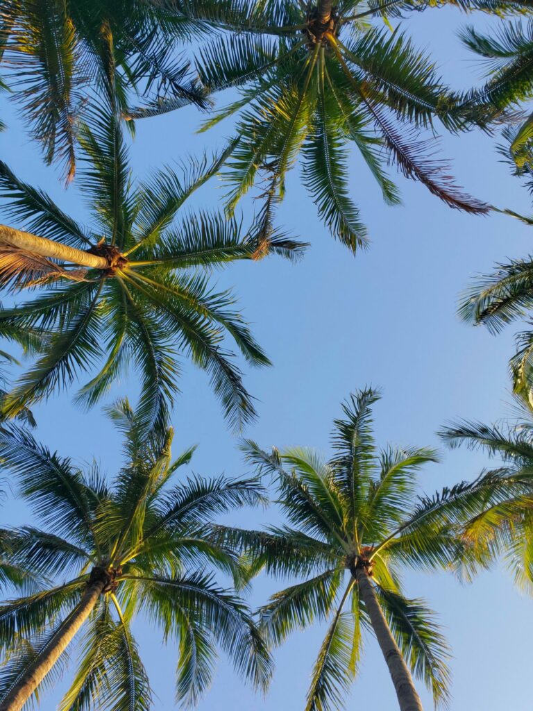 Tall Palm Trees