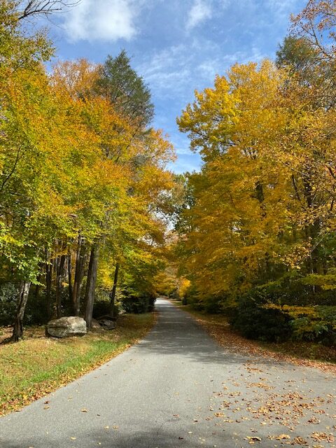 A scenic road surrounded by trees