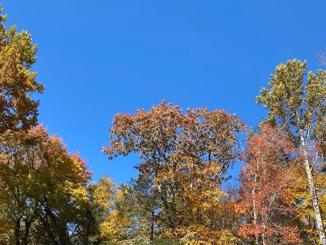 A scenic view of colorful autumn trees