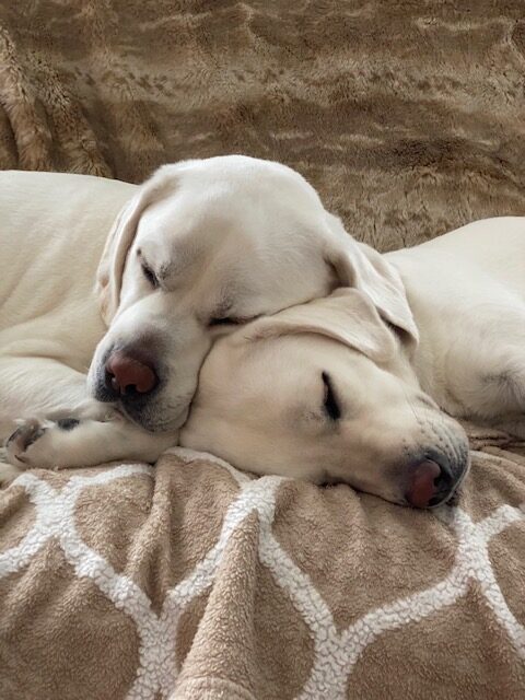 Two white labrador puppies peacefully sleeping