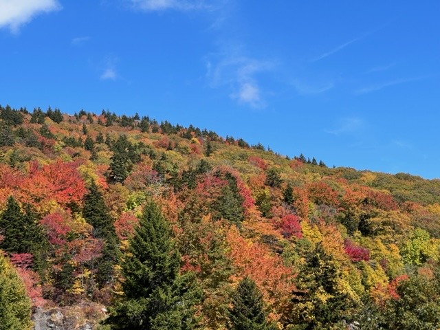 Stunning autumn foliage