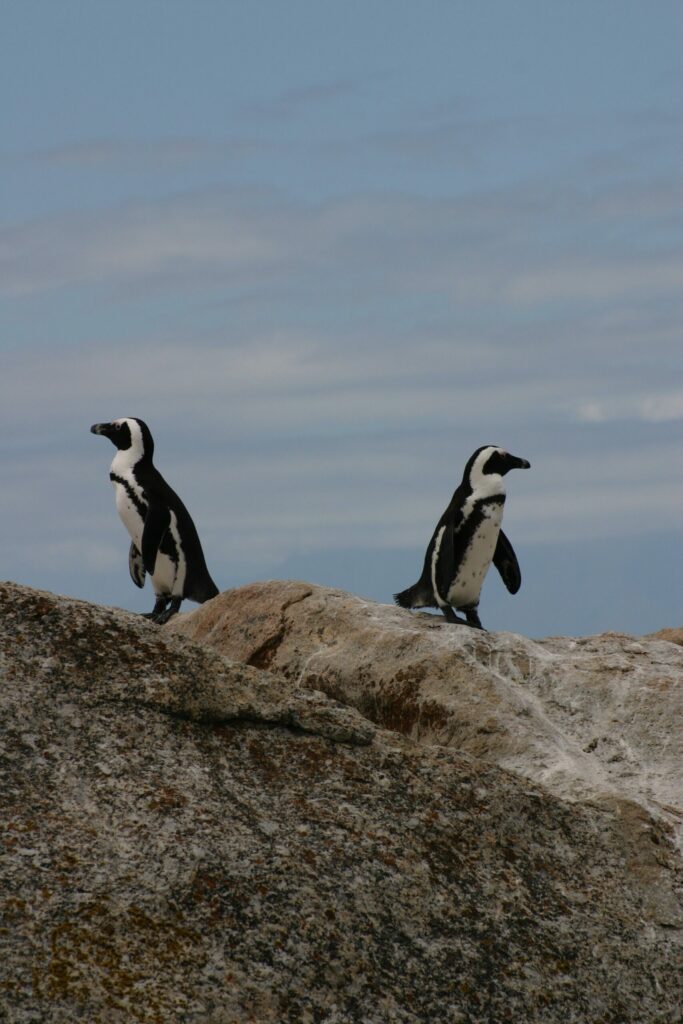 Two penguins standing together on a rock
