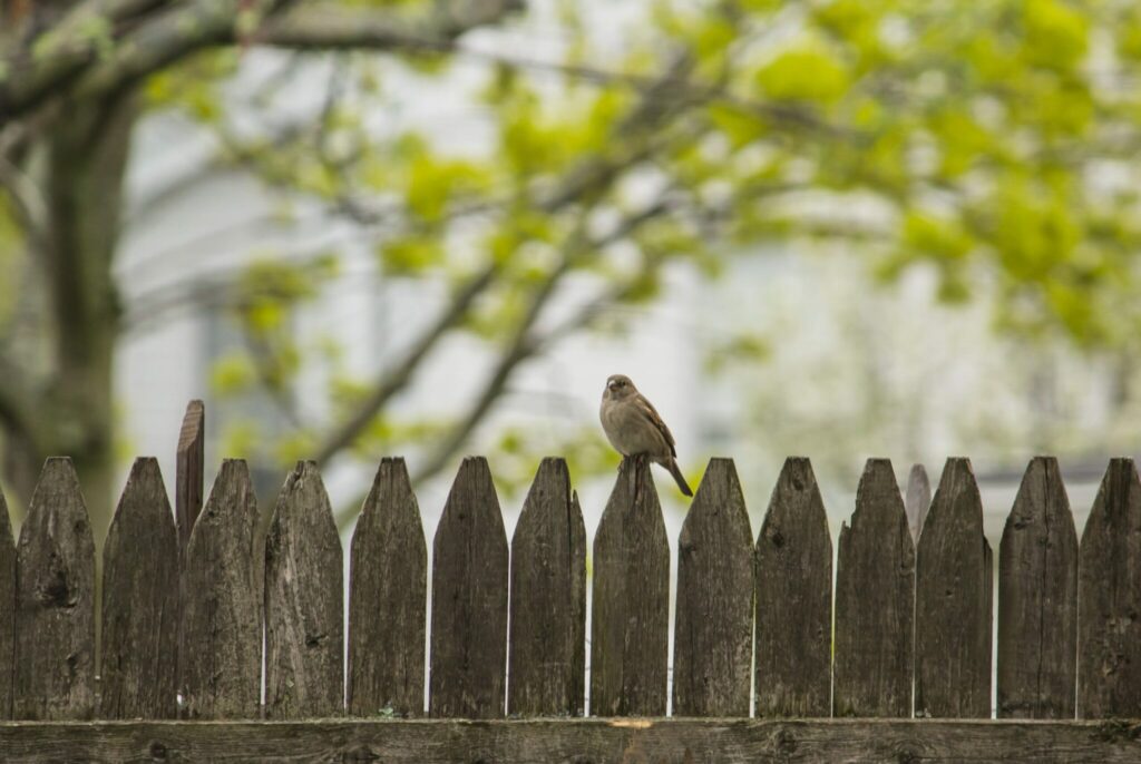 A Bird Perched On A Fence
