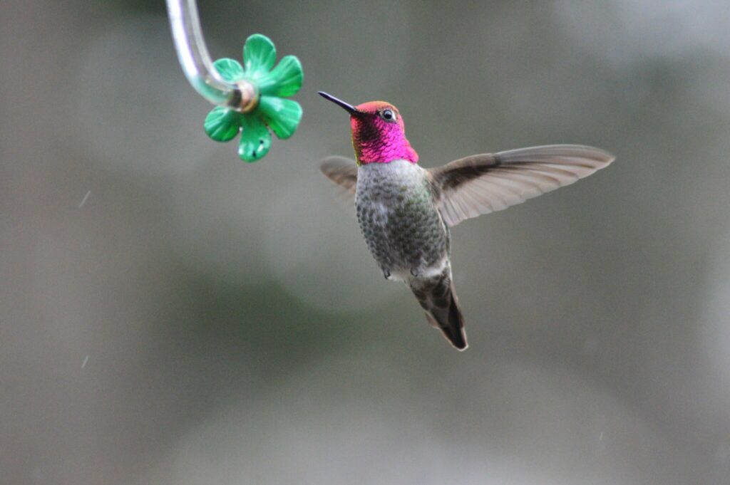 A Hummingbird Approaches A Vibrant Green Flower