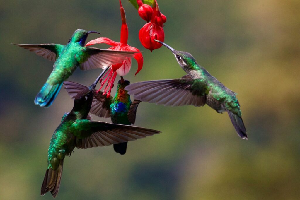 Four colorful hummingbirds gather around a vibrant flower