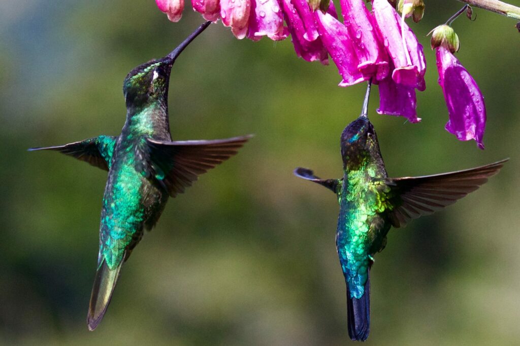 A hummingbird flies toward a bright green flower