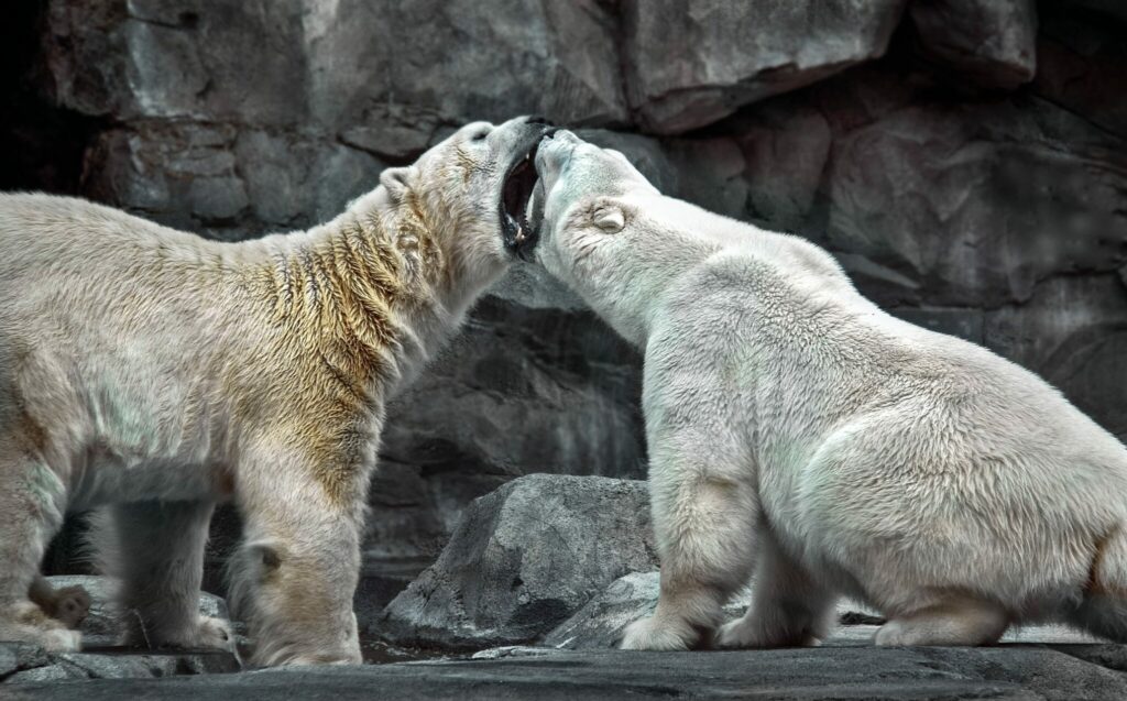 Two polar bears engage in a playful fight inside their enclosure