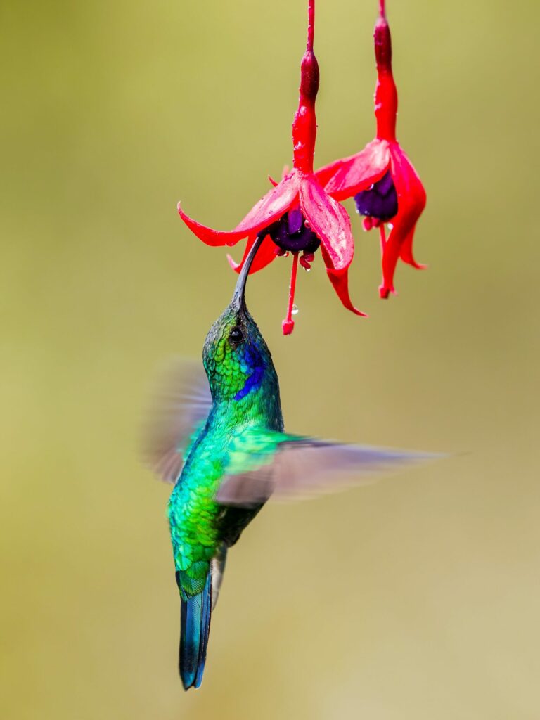 A hummingbird hovers near a vibrant red flower