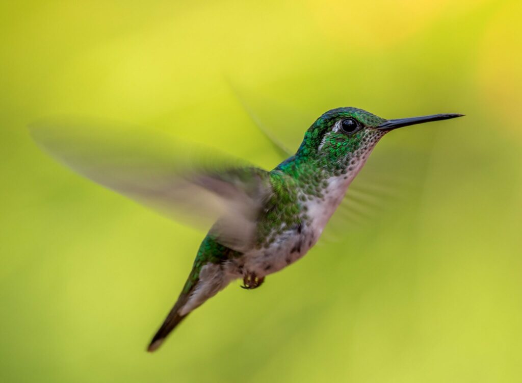 A hummingbird hovers in the air