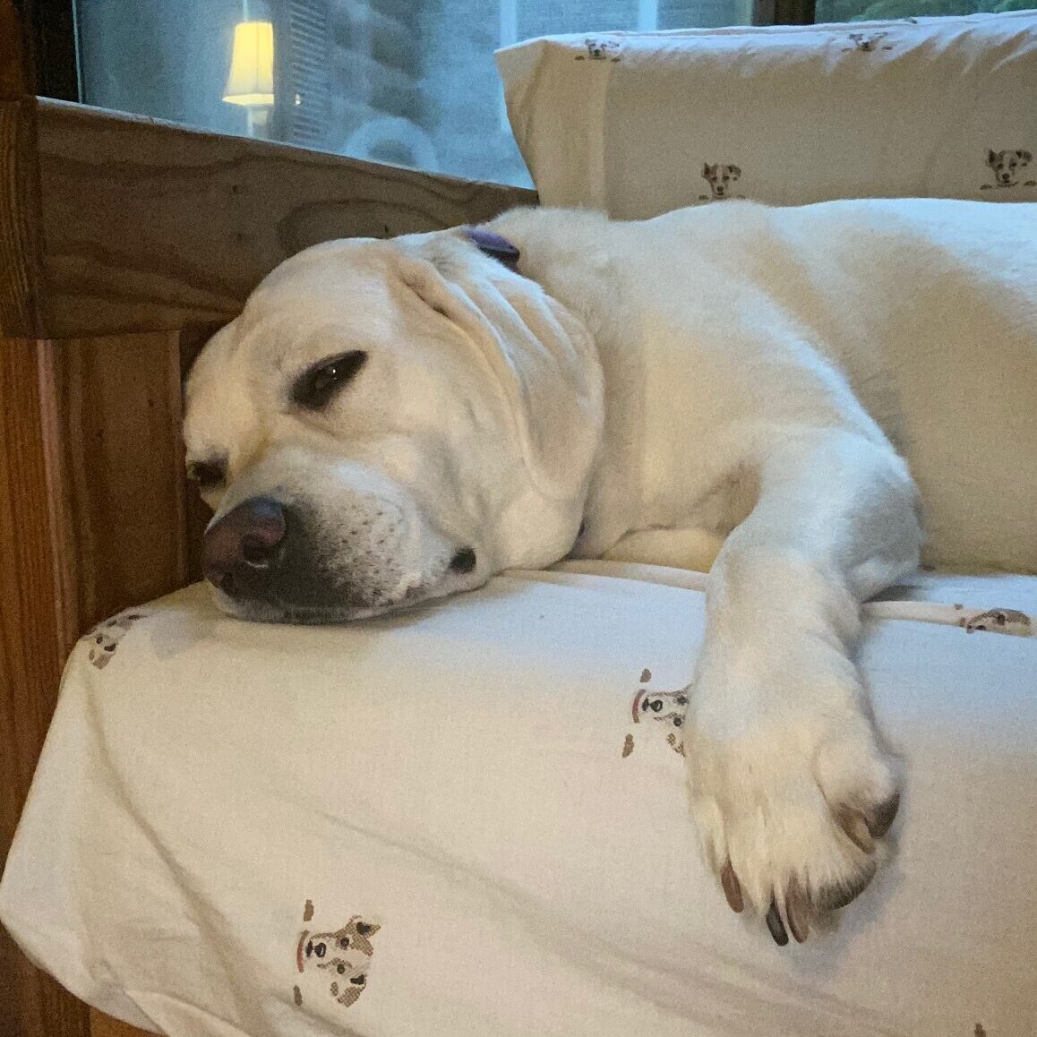A dog resting on a couch